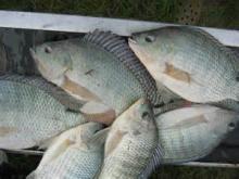 Frozen tilapia fish