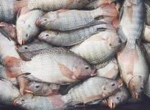 BEST PRICES!! FACTORY SALE best  tilapia   frozen   fish 
