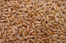 triticale