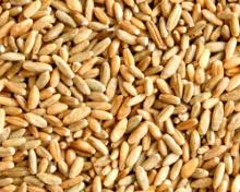 Rye