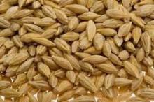 INDIAN BARLEY