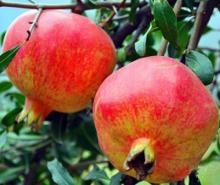 Pomegranate Extract