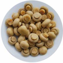 New crop  canned   mushroom  in  tin 