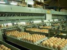  Eggs , Oeufs, Huevos Holland  Export  Import Victoria Mondial