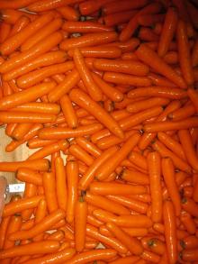 Carrots, Carottes, Carota, Zanahorias Holland Export Import Victoria Mondial