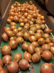 Onions, Oignons, Cebolla Holland Export Import Victoria Mondial exporter exportateur Pays Bas