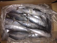 hot sale whole round frozen bonito sea frozen seafood