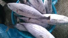 hot sale  whole   round   Frozen   Skipjack  Tuna sea  frozen  seafood