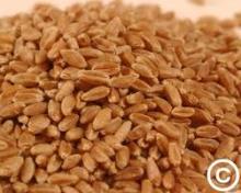 Hard Red Wheat