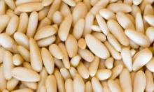 Pinenuts