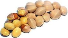 Gingko Nut