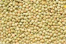 Dry Green Lentils