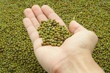 High Quality green  mung   bean  sprout,grade a green  mung   bean   price 