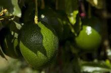 100% Premium Quality Fresh Brazilian Avocado