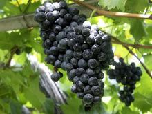 Fresh Sweet Black Grapes