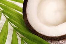 2015 Brazilian fresh coconut with good quality and best price