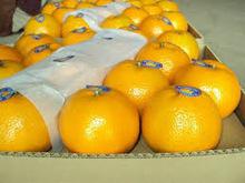 Citrus fruit from Brazil