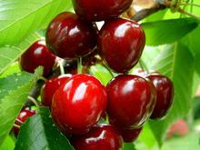 Cherries from Brazil