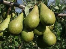 fresh pears