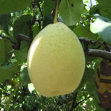 fresh pears from Brazil for sale