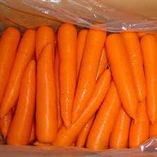 Wholesale high quality fresh Brazil carrot