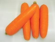 new crops fresh carrot