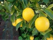 wholesale  lemon s  fresh   lemon   price s