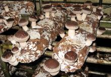 sell good quality shiitake  mushroom   spawn 