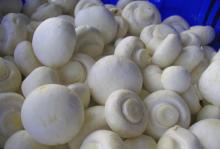 sell fresh/dry/IQF champignon mushroom