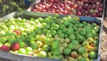 Fresh apples