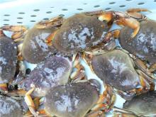 WHOLE RED KING CRAB FOR SALE