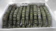 SHRIMPS FOR SALE