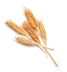 Wheat (feed wheat also)