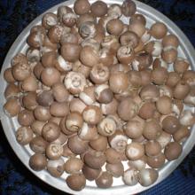  Betel   Nut s