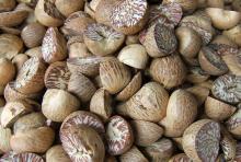  Areca   Nut s