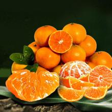 China mandarin orange export tailand wholesale