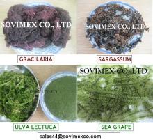 seaweed