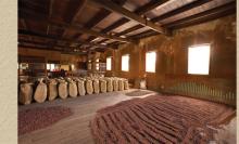  Best  Quality New crop  Cocoa   Beans  / fermented  cocoa   beans  For Sale