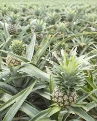 Fresh Pineapple Fruit