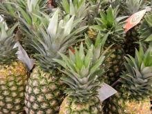 PREMIUM QUALITY PINEAPPLE FRUITS
