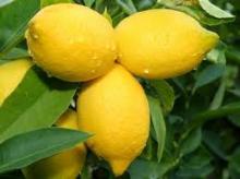 Fresh citrus fruit china yellow eureka fresh lemon