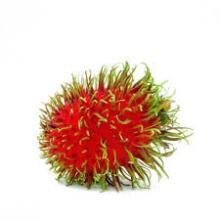 Fresh ,Rambutant ,Fruit