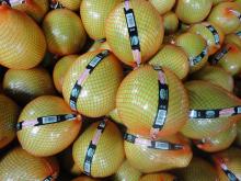 Chinese honey pomelo