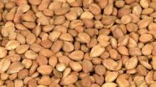  Apricot   Seed s
