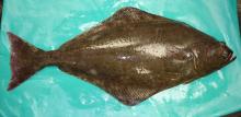  Frozen   Greenland   Halibut 