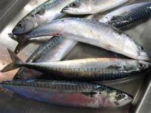 Atlantic mackerel fish