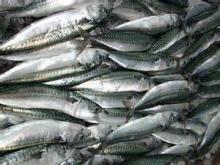Frozen fish mackerel frozen mackerel prices atlantic ocean fish