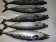Seafood Fishes Frozen Atlantic Mackerel