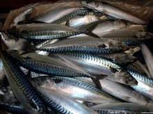 Atlantic Mackerel /Scomber Scombrus