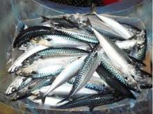 Atlantic Mackerel Fish Scomber scombrus